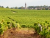 Vignes-et-clocher-de-Nuits-950x534